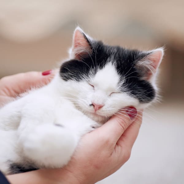 Red Rocks Animal Center | Lakewood Veterinary Hospital Red Rocks Animal Center | Lakewood Veterinary Hospital