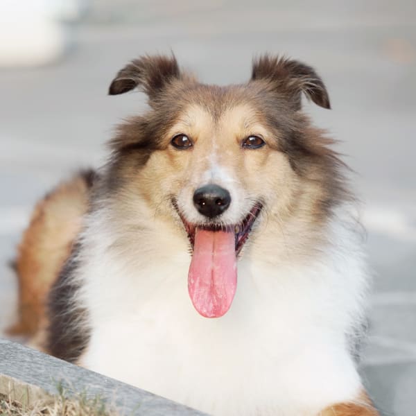 Red Rocks Animal Center | Lakewood Veterinary Hospital Red Rocks Animal Center | Lakewood Veterinary Hospital