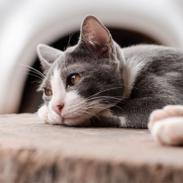 Red Rocks Animal Center | Lakewood Veterinary Hospital Red Rocks Animal Center | Lakewood Veterinary Hospital