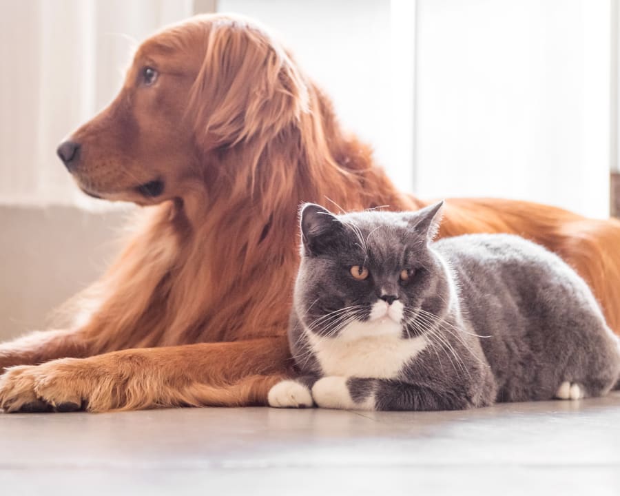 Internal Medicine Vet for Cats & Dogs in Lakewood